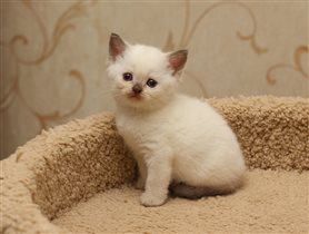 Zlata - девочка с изумительными глазами 