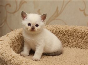 Zlata - окрас шоколад-поинт