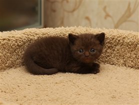 Zevs - дома просто Зёва