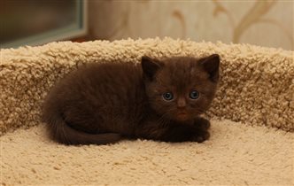 Зёва - шоколадный мальчик