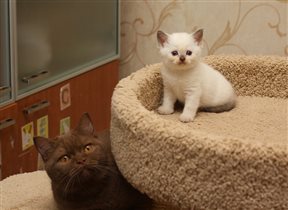 Злата и Умочка из помета U...Tricky Nick