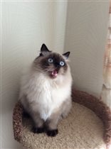 Уникуму 6 месяцев