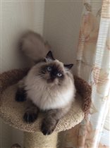 Фото прислала любящая хозяйка Ирина г. Санкт-Петер