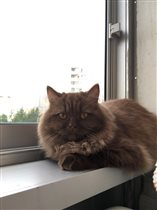 Ультре 6 месяцев