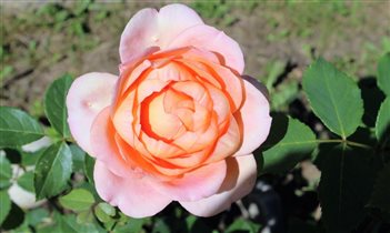 Rose Lady of Shalott 