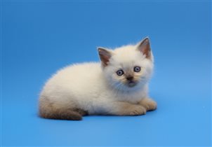 Золотко - белоснежная шерсть и голубые глаза