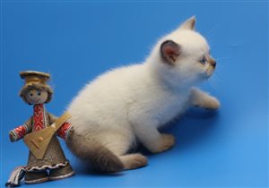 Золотко пока свободна для резервирования