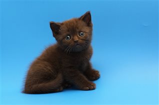 Зевс - полтора месяца