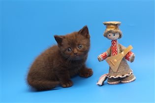 Зевс зарезервирован Юлией г. Москва