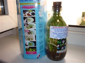 Орихидеи в бутылке из Тайланда