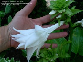 Хоста plantaginea Venus, цена 2,96ев