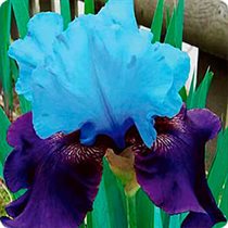  Ирис GERMANICA BLUE BIRD WINE, 1 шт.