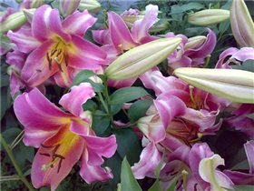 Purple Lady 18/20 5,7