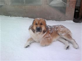 снежный пёс