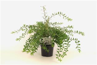 Спирея серая Grefsheim С1,5 180р 2шт