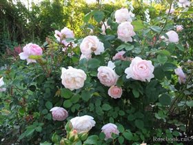 Gentle Hermione 1шт