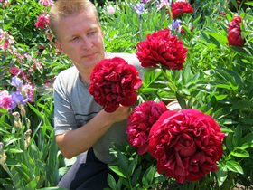 Paeonia (LD) 'Henry Bockstoce' 9,68+10ев. 3-5 поче