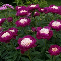 Paeonia 'White Cap 12,4+10%... 3-5 почек