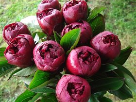 пион питер бренд 3-5 почек 8,28