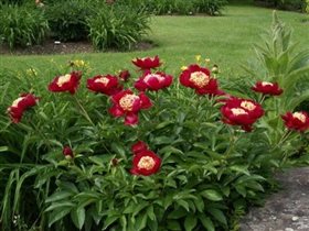 Пион Sword Dance (Сворд Данс)-средний 2,96 +10%