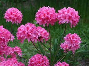 Рододендрон prinophyllum Rosy Lights С5 10,03 +10%