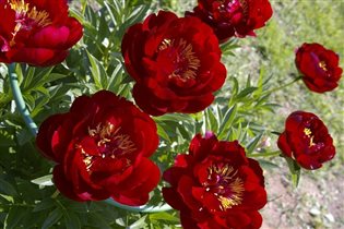 Пион Бакай Белл травянистый 5,83 е 3-5 почек