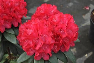 hubr. Wladyslaw Jagietto  / Royal Red С5 12,05+10%