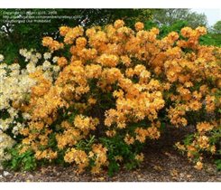 Азалия Голден Лайтс С5 10,03+10%