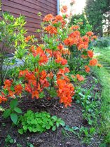 Mandarin Lights Azalea С5 10.03+10%