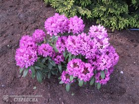 hubr. Boleslaw Chrobry / Royal Lilac 12,05+10%