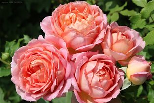 Jubilee Celebration 8,3+10% 1шт