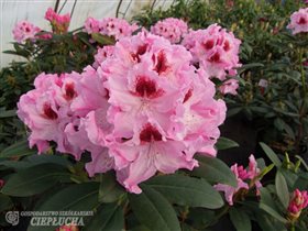 Krolova Jadwiga / Royal Butterfly с5 12,05+10%