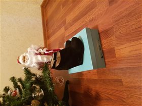 Ботильоны норма 36,5