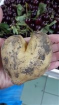 А говорят, любовь не картошка!))