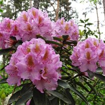 Lita рододендрон 4,9 -35