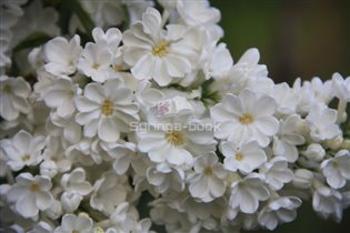 РОЧЕСТЕР сирень P9 15-20 CM 2,55