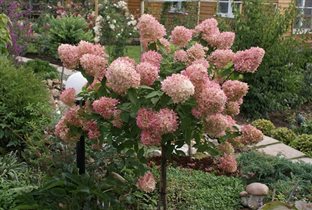 гортензия штамб 55см Fantom 8.88+%