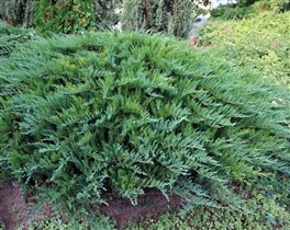 juniperus sabina tamariscifolia казацкий 30-40 4,5