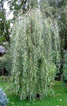 ива памяти миндовского 120-140 9,05 C7,5