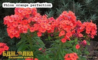 Phlox Orange Perfection есть