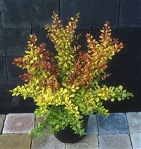 барбарис тунберга diabolicum 20-30 4.08е