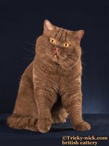 Папа - Большой международный чемпион