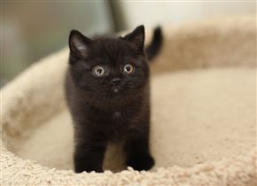 Энрике -черный мальчик