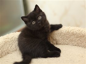 Очень ласковый и мурчащий