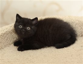 Любит играть с пылесосом