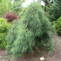Pinus strobus 'Pendula 24,79