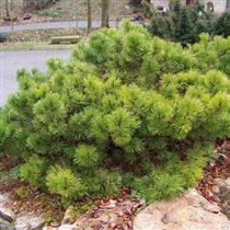 Pinus nigra 'Hornibrookiana' 17,71