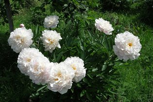 Gardenia Махровый розовидный.