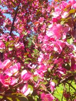 Яблони в цвету - весны рожденье.