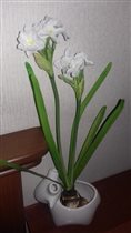 В01040 Нарцисс белый с луковицей 41 см
